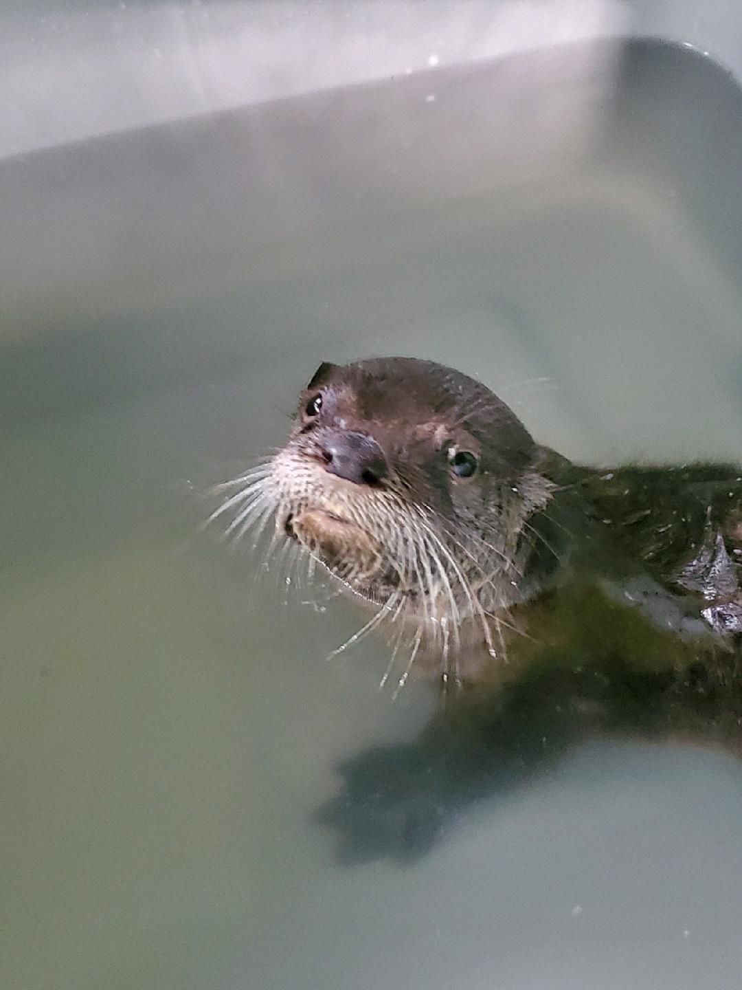 otterbaby3.jpg